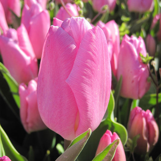 TULIPE PINK PRINCE AB