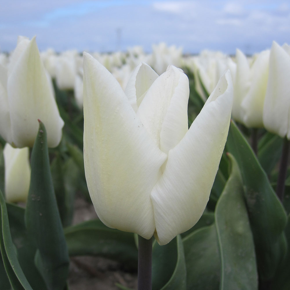 TULIPE WHITE PRINCE AB