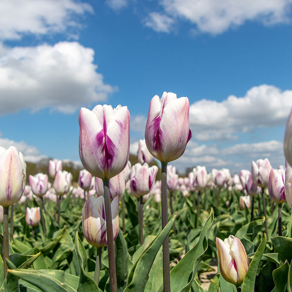 TULIPE FLAMING FLAG AB