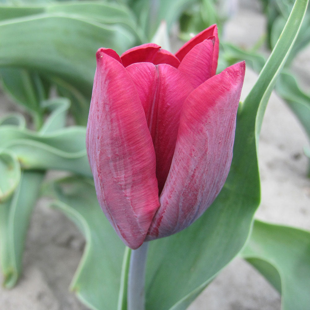 TULIPE RONALDO AB