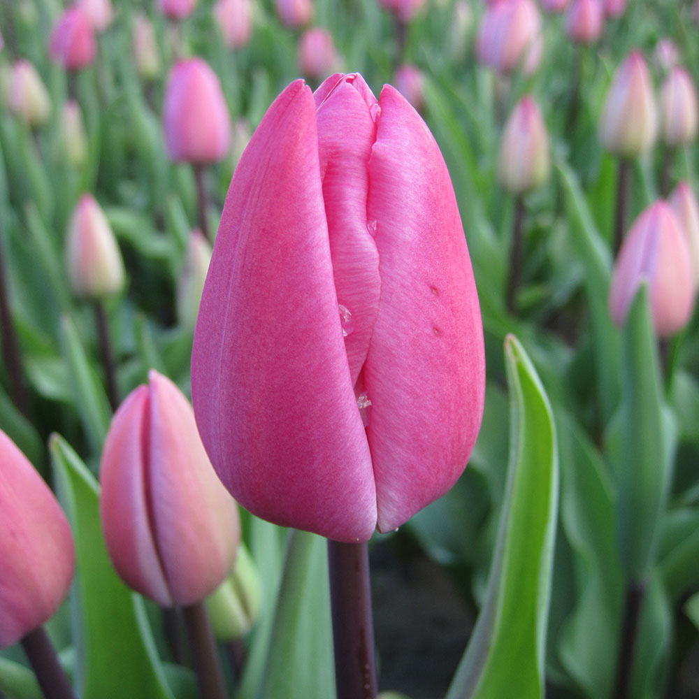 TULIP TINEKE VAN DER MEER AB