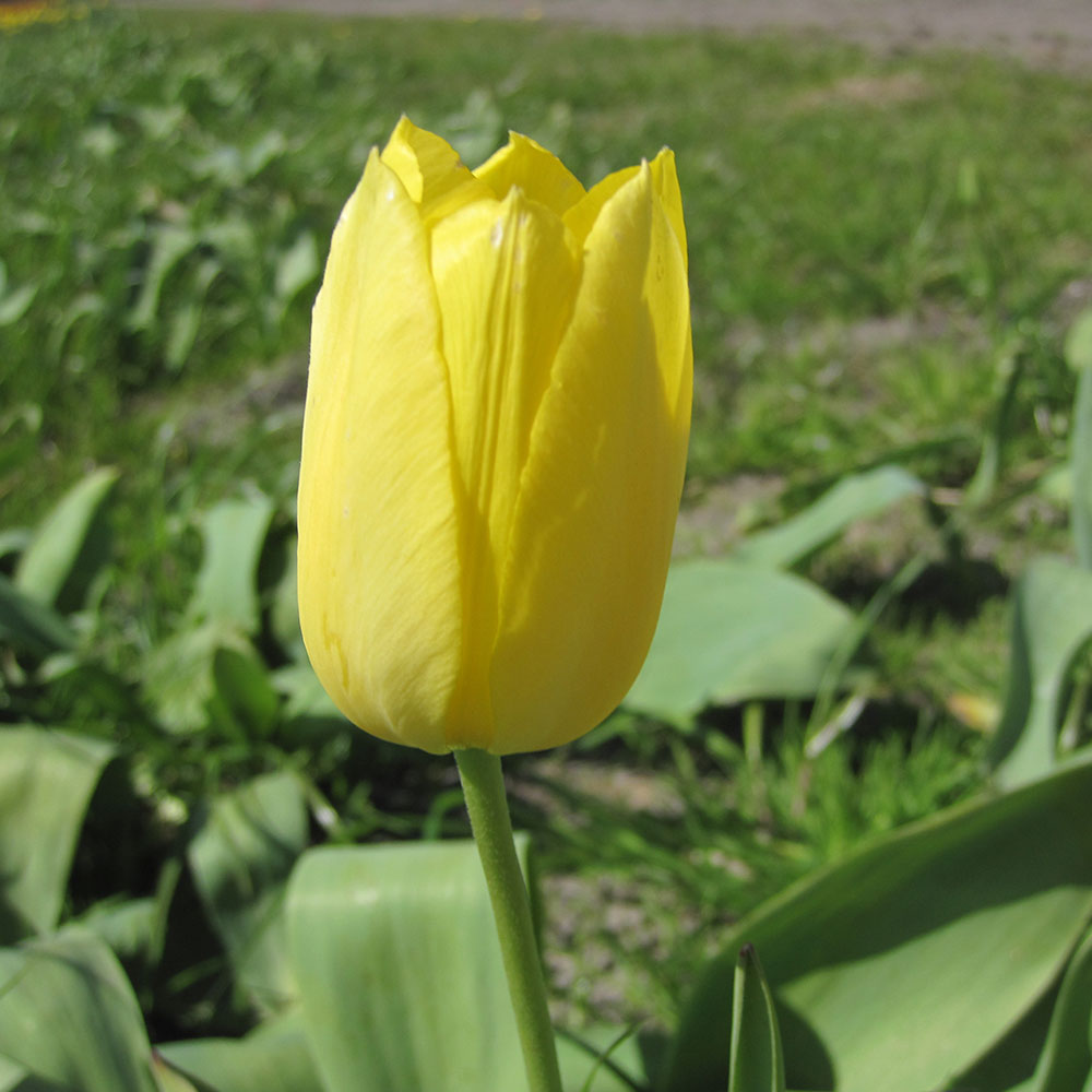 TULIPE MUSCADET AB