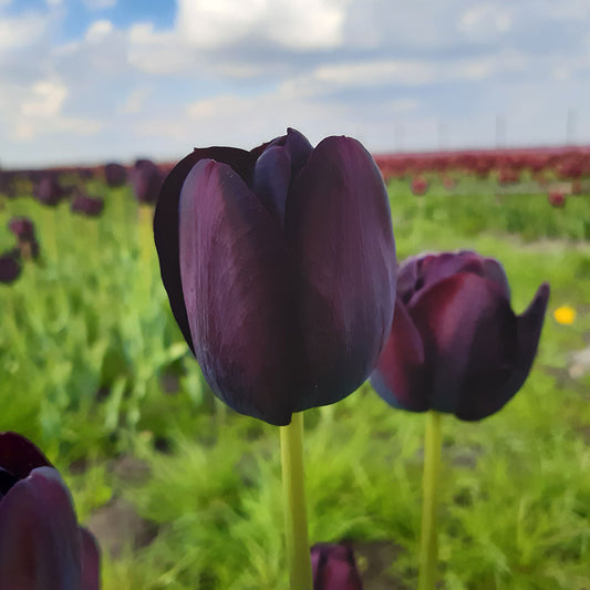 TULIPE QUEEN OF NIGHT AB