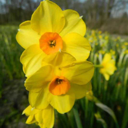 NARCISSE MARTINETTE AB