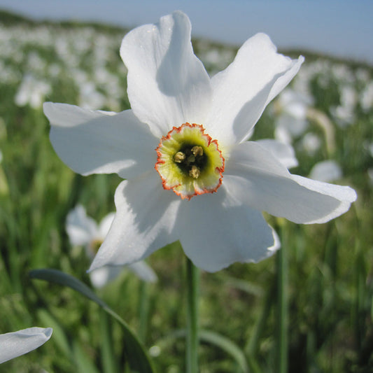 NARCISSUS RECURVUS AB