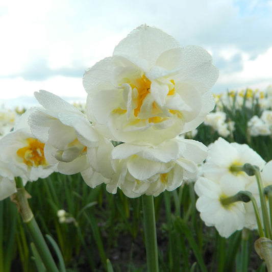 NARCISSUS BRAUTKRONE AB