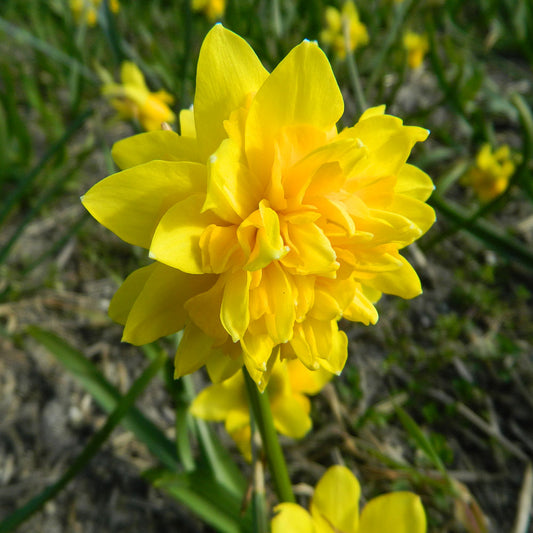 NARCISSE TÊTE ROSETTE AB