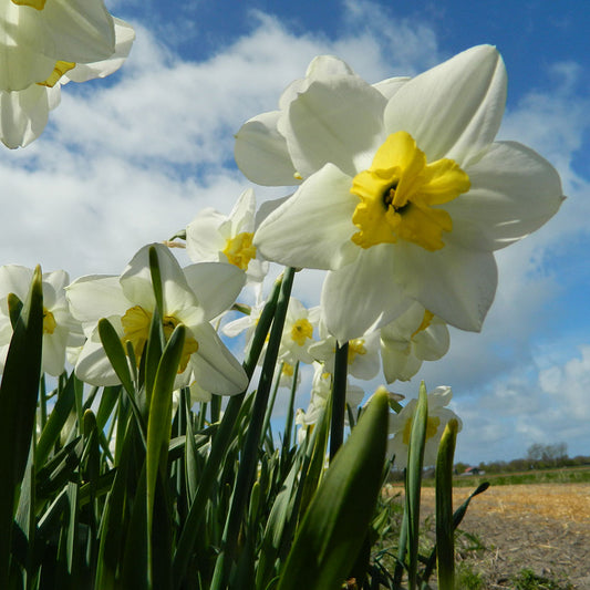 WHITE BUTTERFLY NARCISSUS AB