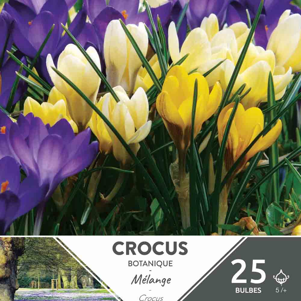 CROCUS C. BOTANISCH EN MÉLANGE AB