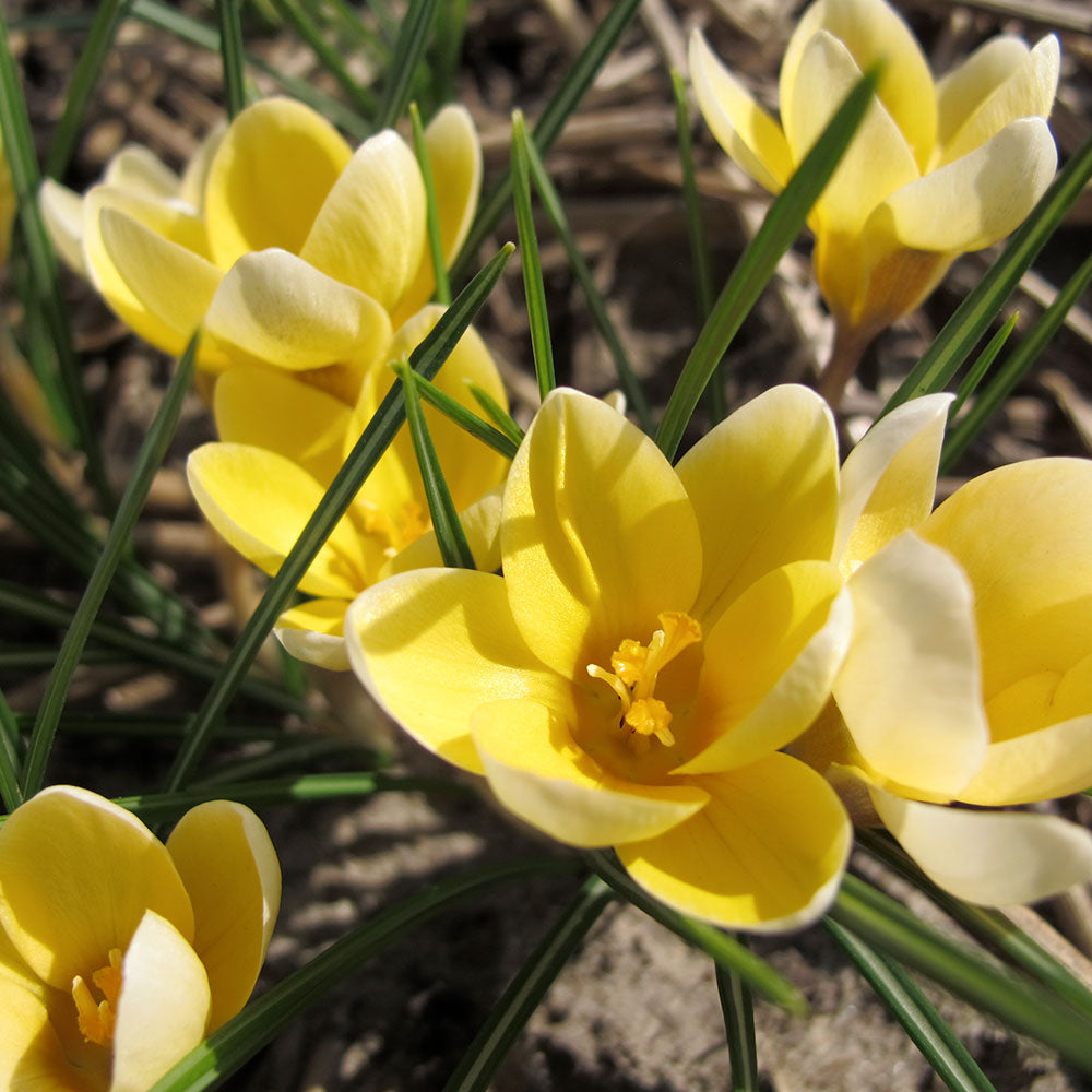 CROCUS C. CHRYSANTHUS "ROMANCE" AB