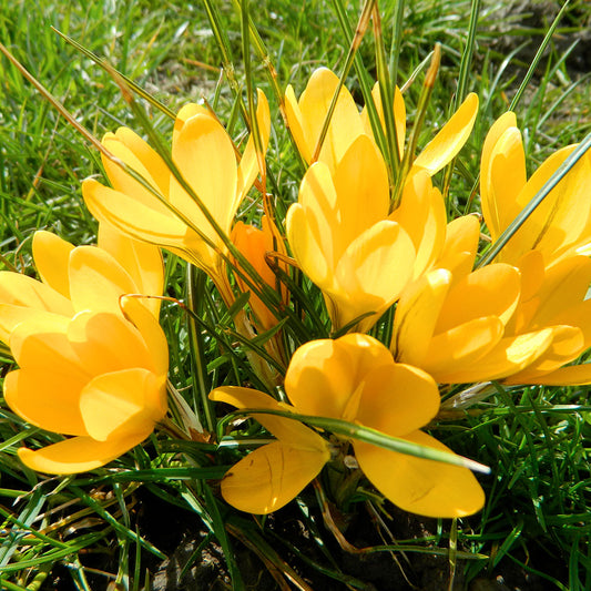 CROCUS C. FLAVUS 'GOLDEN YELLOW' AB