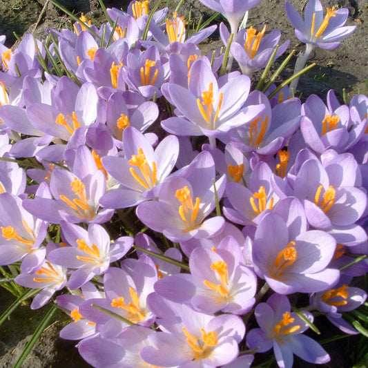 CROCUS C. TOMMASINIANUS 'BARR'S PURPLE' AB