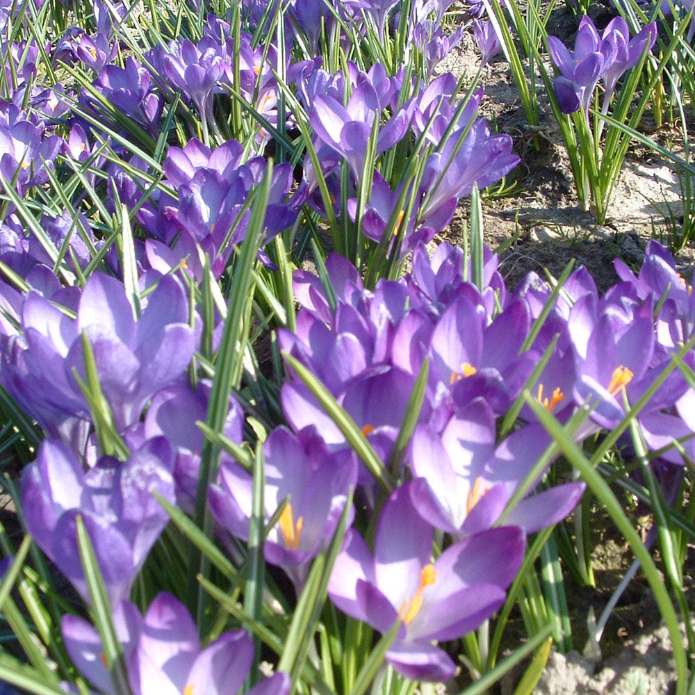 CROCUS C. TOMMASINIANUS 'RUBY GIANT' AB