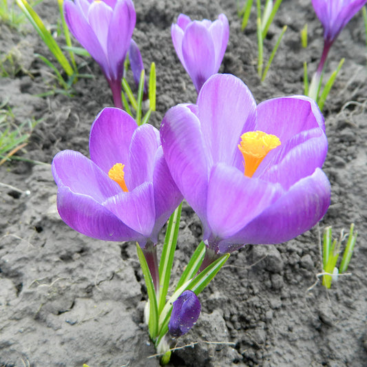 CROCUS C. VERNUS 'FLOWER RECORD' AB