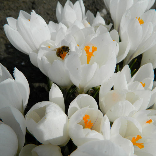 CROCUS C. VERNUS 'JEANNE D'ARC'  AB