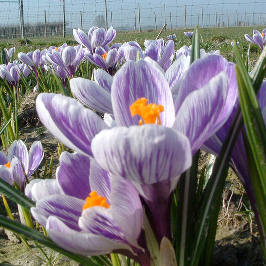 CROCUS C. VERNUS 'KING OF THE STRIPED'  AB