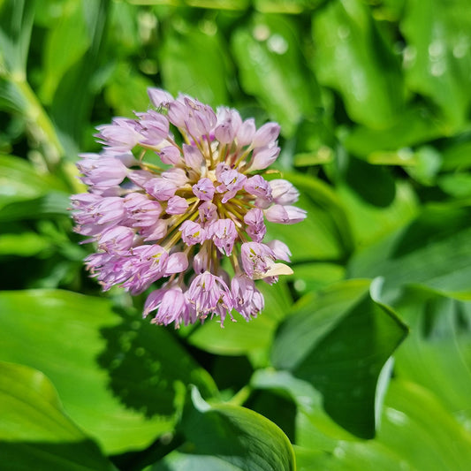 ALLIUM AMPELOPRASUM 'PING PONG' AB