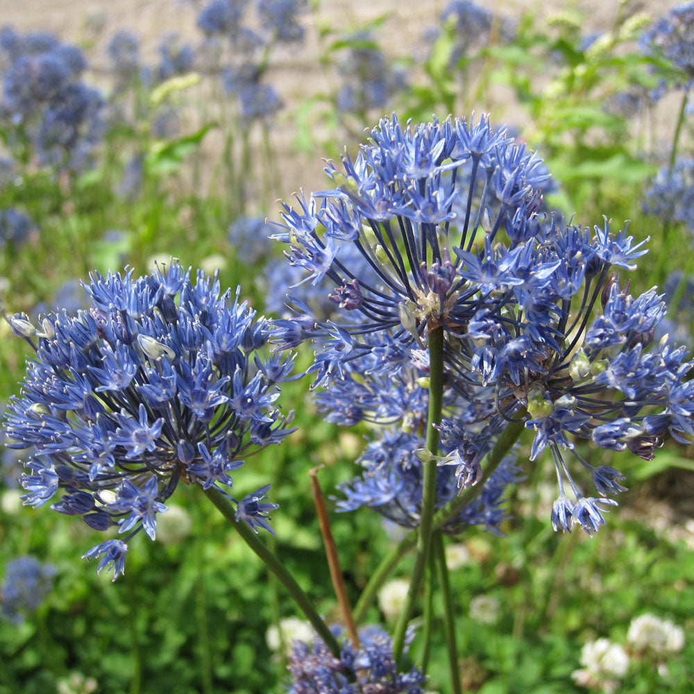 ALLIUM CAERULEUM AZUREUM AB