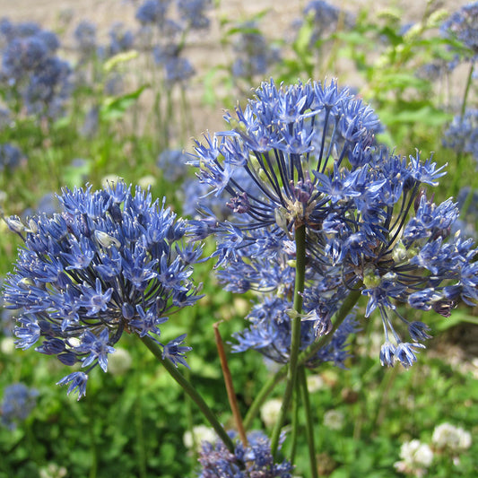 ALLIUM CAERULEUM AZUREUM AB