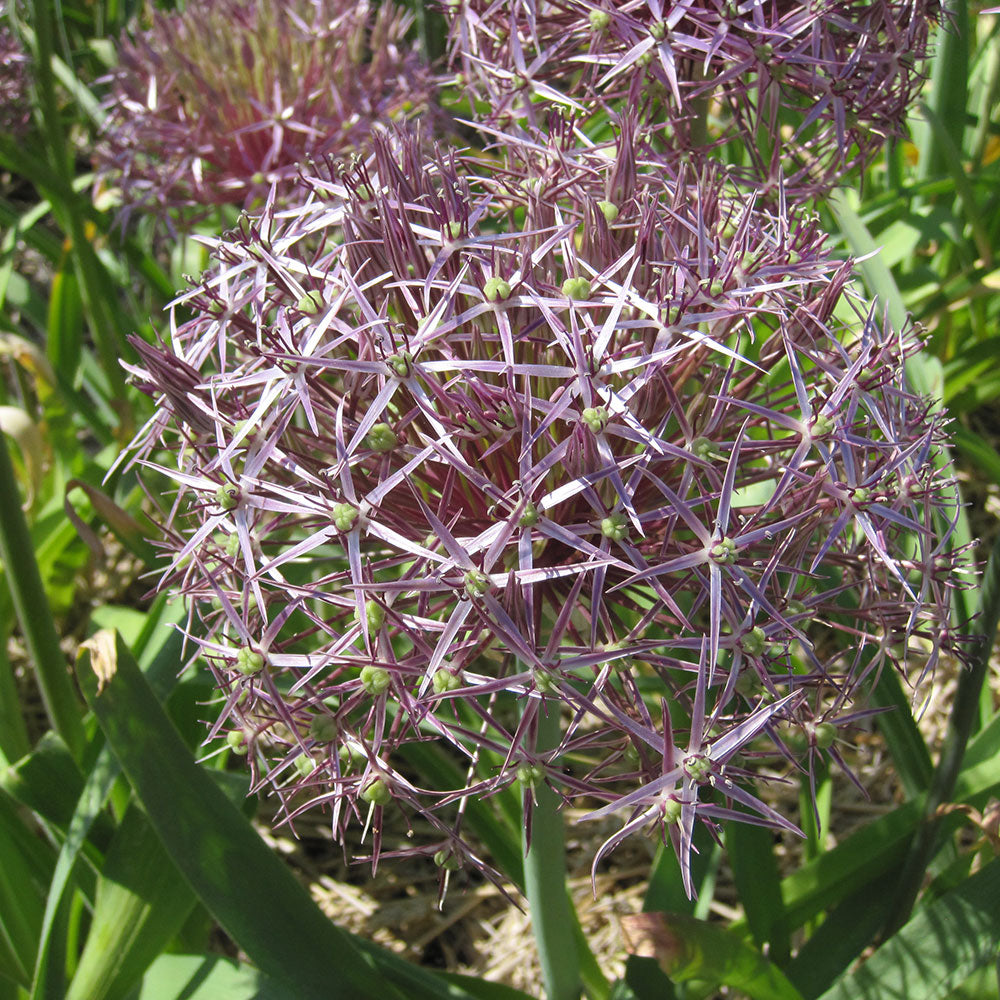 ALLIUM CHRISTOPHII AB