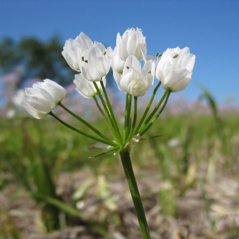 ALLIUM COWANII AB