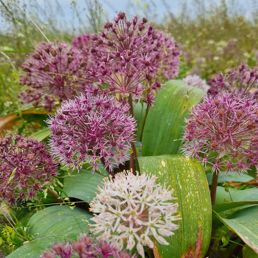 ALLIUM KARATAVIENSE 'RED GIANT STAR' AB