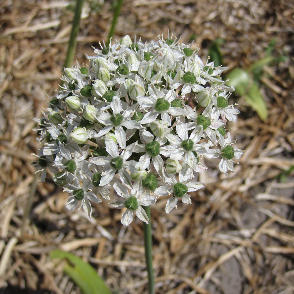 ALLIUM MOUNT EVEREST AB