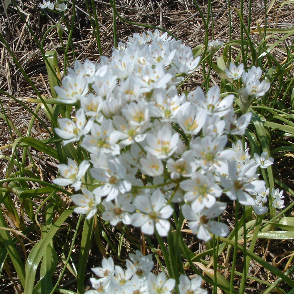 ALLIUM NEAPOLITANUM AB