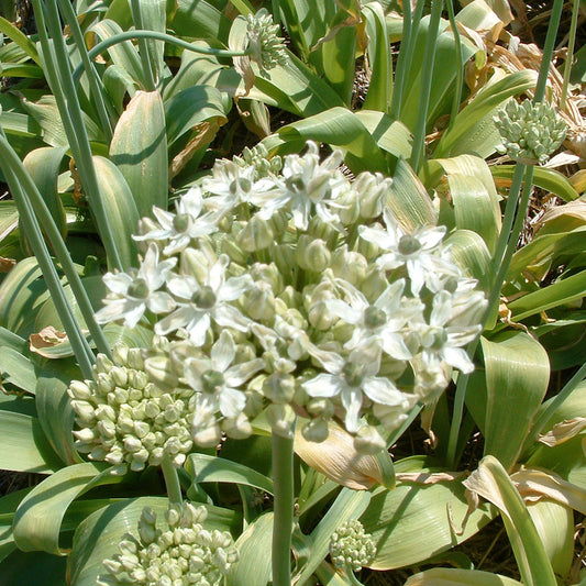 ALLIUM NIGRUM AB