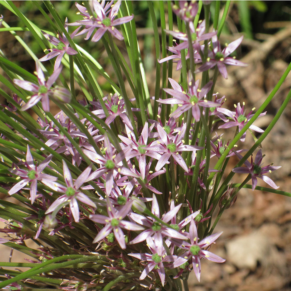 ALLIUM SCHUBERTII AB