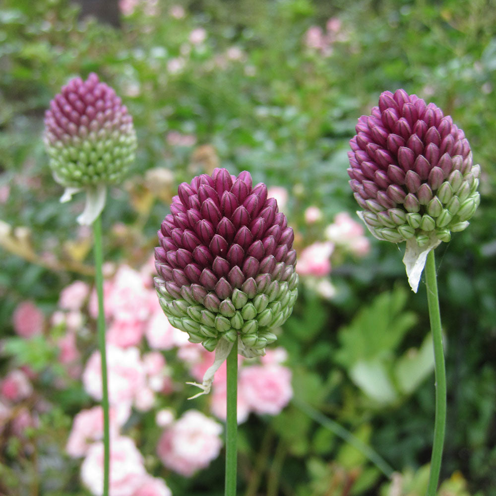 ALLIUM SPHAEROCEPHALON AB