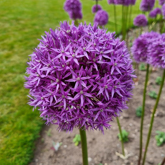 ALLIUM VIOLET BEAUTY AB