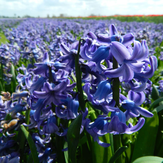 JACINTHE DELFT BLUE AB