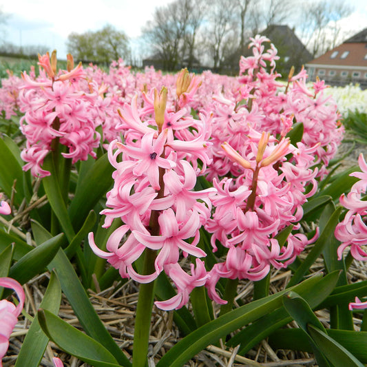 JACINTHE PINK PEARL AB