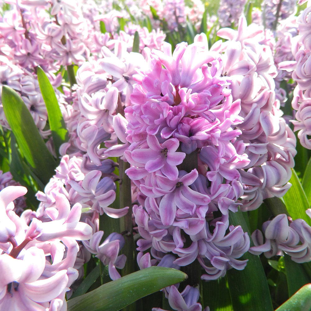 JACINTHE SPLENDID CORNELIA AB