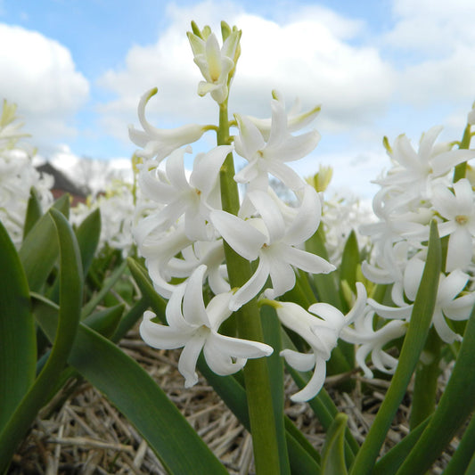 JACINTHE WHITE PEARL AB