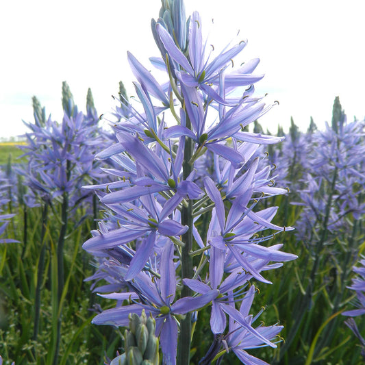 CAMASSIA LEICHTLINII 'CAERULEA' AB