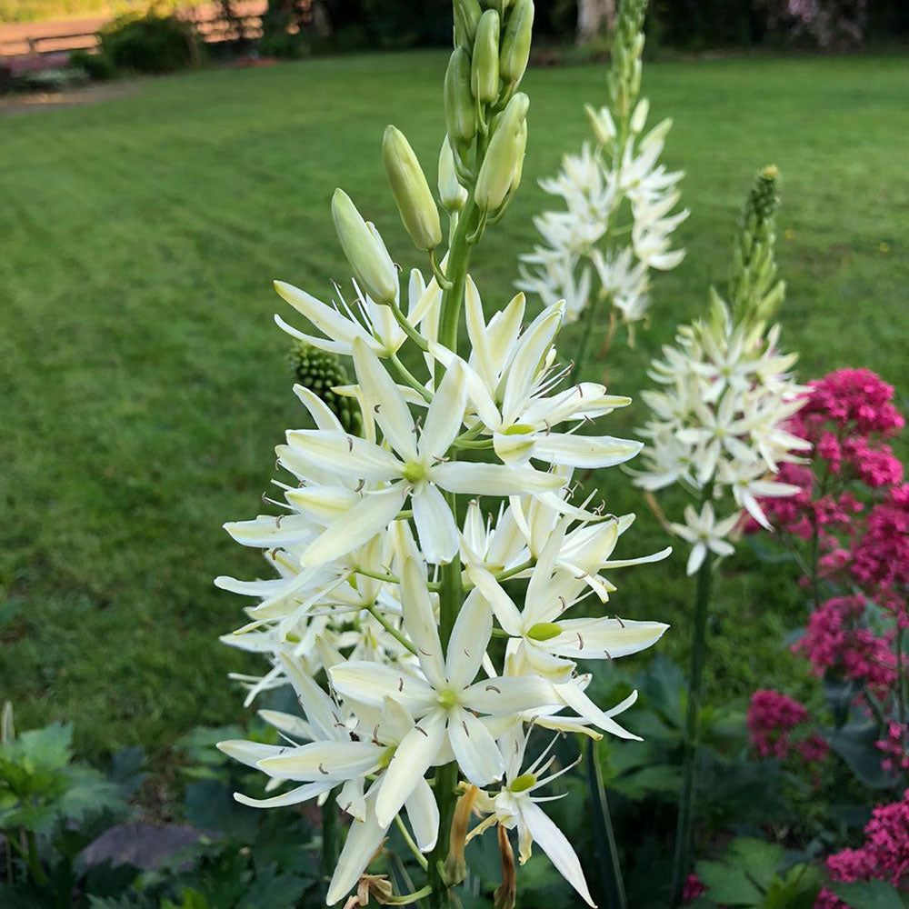 CAMASSIA LEICHTLINII 'SACAJAWEA' AB