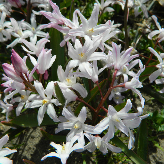 CHIONODOXA GLOIRE DES NEIGES FORBESII 'PINK GIANT' AB