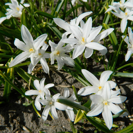 CHIONODOXA GLOIRE DES NEIGES LUCILIAE 'ALBA' AB