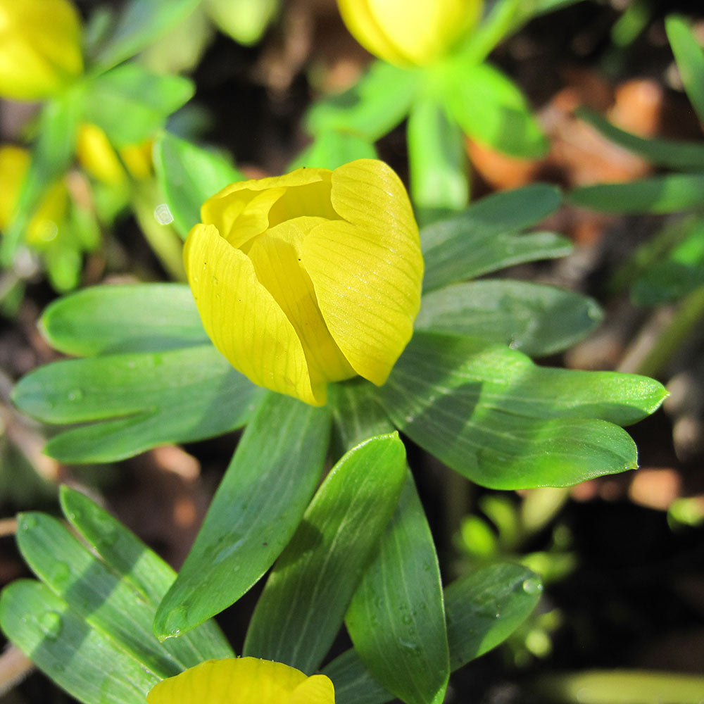 ERANTHIS CILICICA  AB