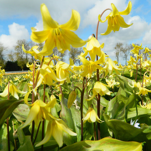 ERYTHRONIUM 'PAGODA' AB