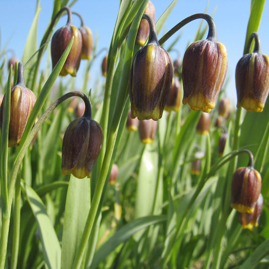 FRITILLAIRE UVA VULPIS AB