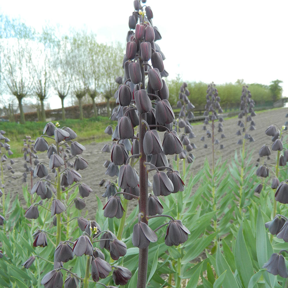 FRITILLAIRE PERSICA AB