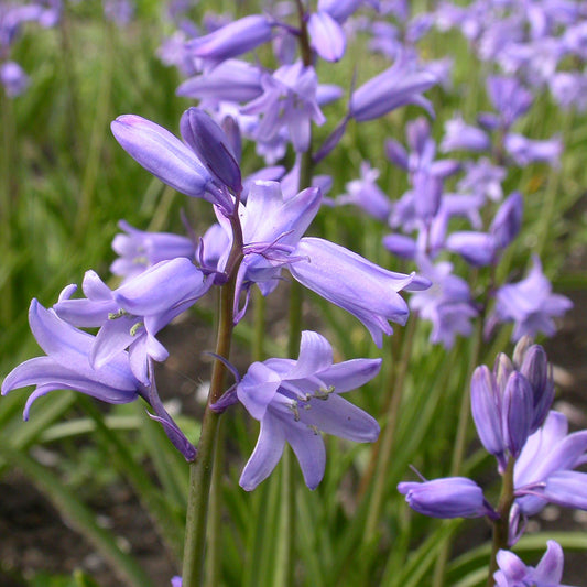 HYAZINTHE HISPANICA BLAU AB