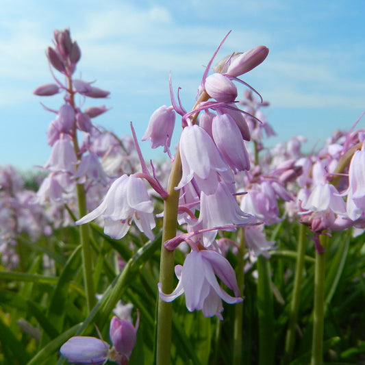 HYACINTH HISPANICA ROSE AB