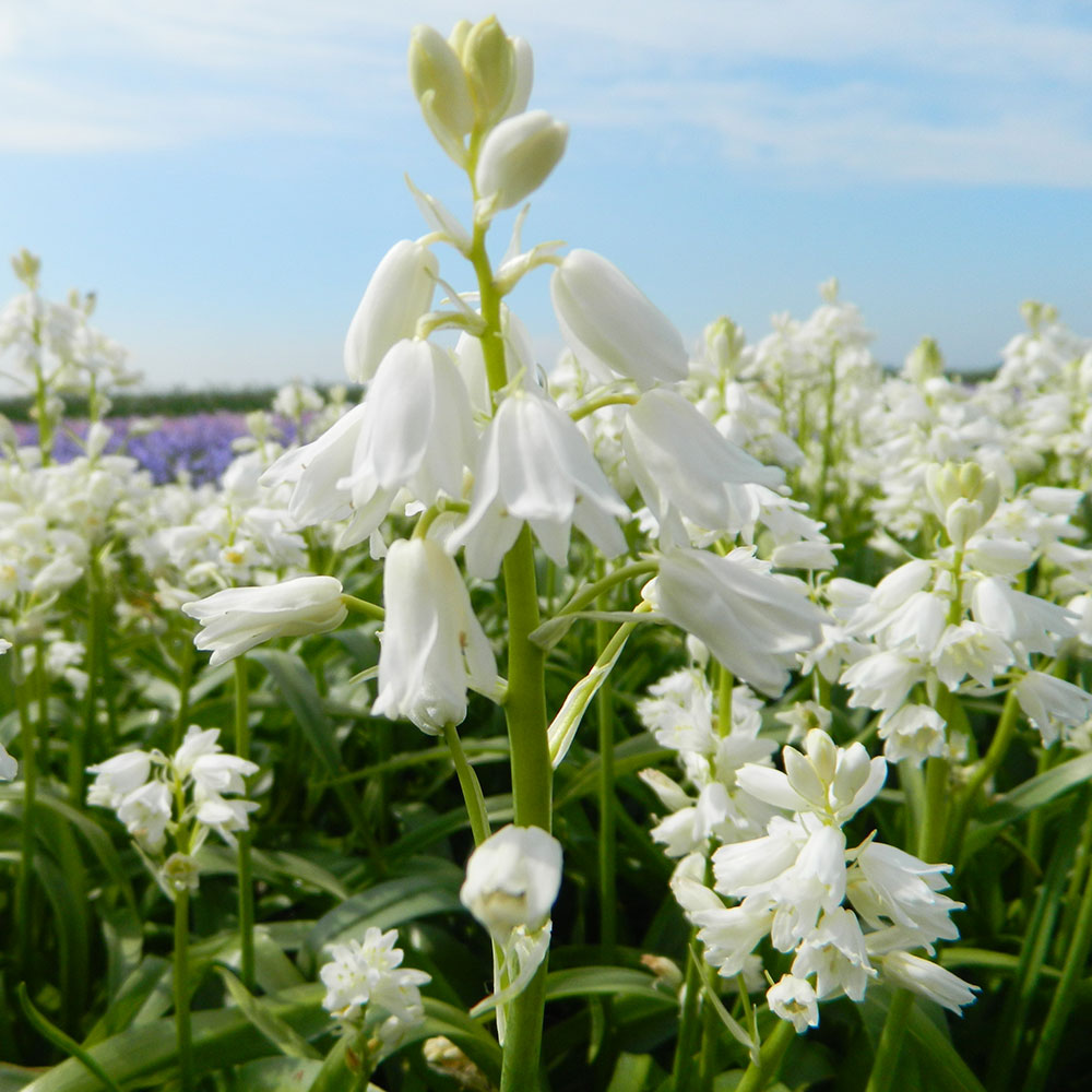 JACINTHE HISPANICA BLANC AB