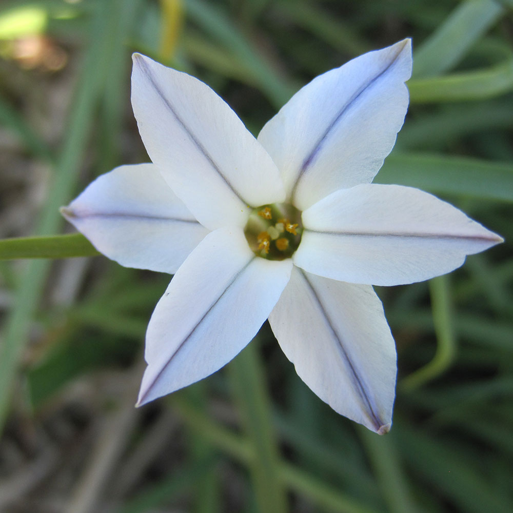 IPHEION UNIFLORUM 'WISLEY BLUE' AB