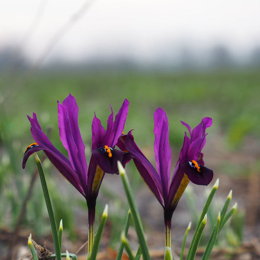 IRIS RETICULATA 'J.S. DIJT' AB