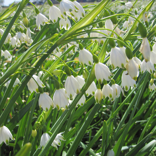 SOMMER NIVEOLE LEUCOJUM AESTIVUM 'GRAVETYE GIANT' AB